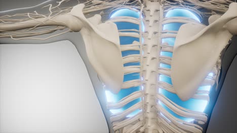 exploración de la anatomía de los pulmones humanos