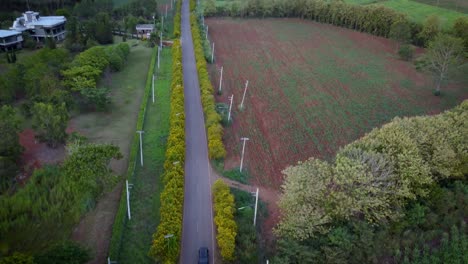 Una-Carretera-Cerca-Del-Parque-Nacional-Khao-Yai-Rodeada-De-Flores-Amarillas-Que-Bordean-La-Calle