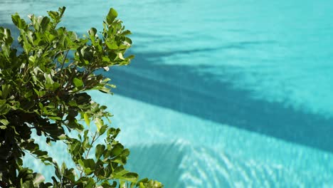 leaves gently swaying beside a clear pool