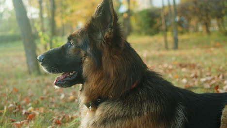German Shepherd Dog in Autumn Park