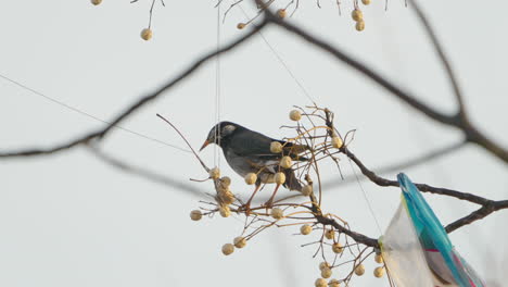 view of a white cheeked starling bird perching next to a fallen kite in tokyo, japan - close up