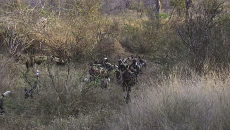 african wild dog or painted dogs pack with a bunch of pups following adult