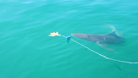 copper shark lured to surface with bait chumming - shark cage diving industry