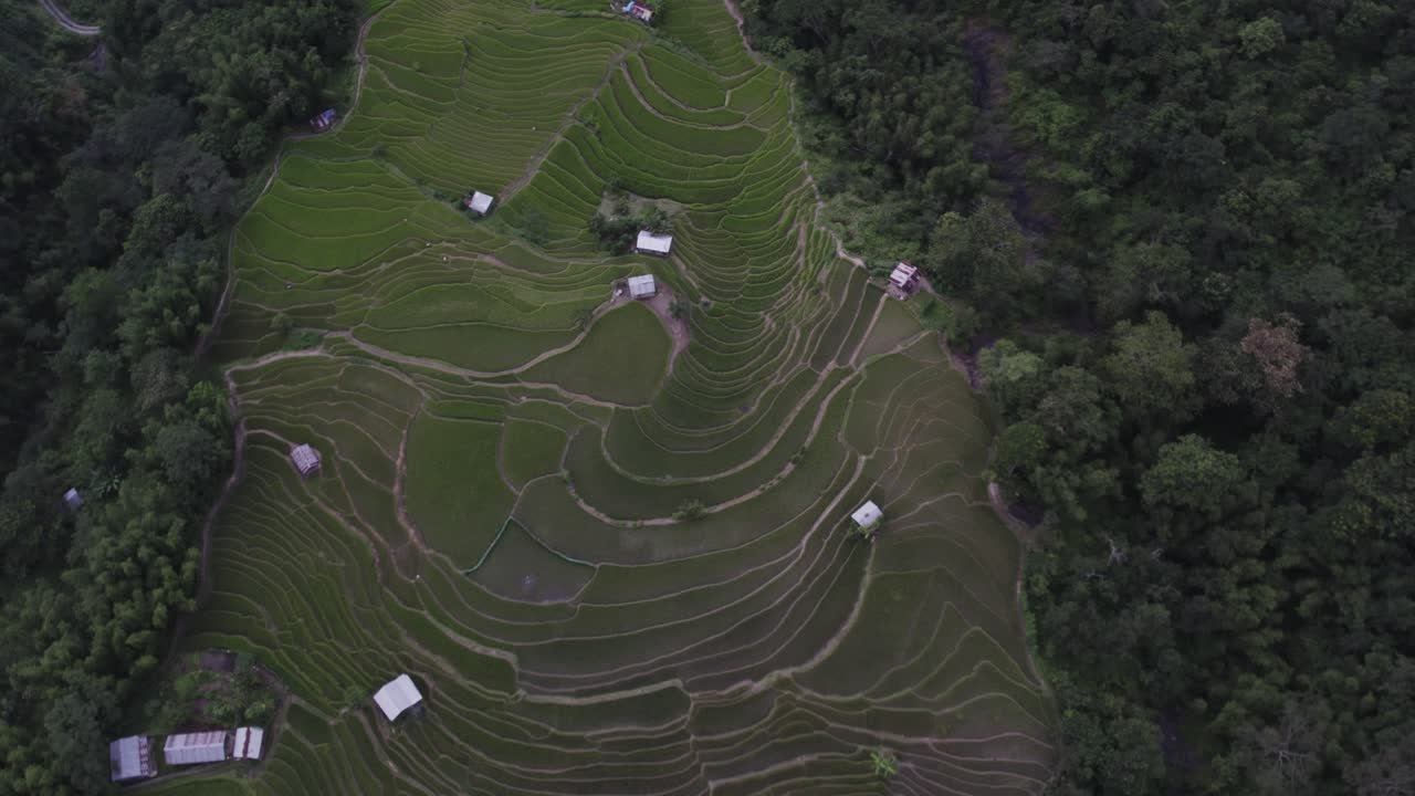 toma aérea de campos de cultivo en colinas en nagaland, india