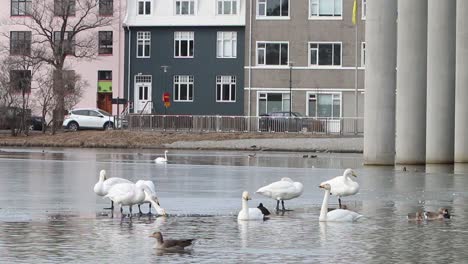 whooper swan, cygnus cygnus, greylag geese, anser anser and tufted duck, aythya fuligula on urban lake