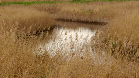 Toma-De-Una-Reserva-Natural-De-Humedales-De-Juncos-Con-Zanja-De-Drenaje-Junto-Al-Río-Ant-Cerca-Del-Puente-Ludham