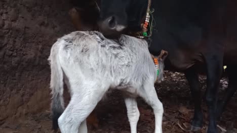 ternero recién nacido con una vaca madre en un establo