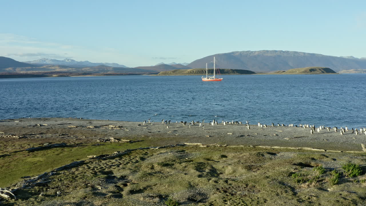 Wide Patagonian plateau with dry grass and long coastal overview under clear blue sky and flock of penguins on shore leaping in water