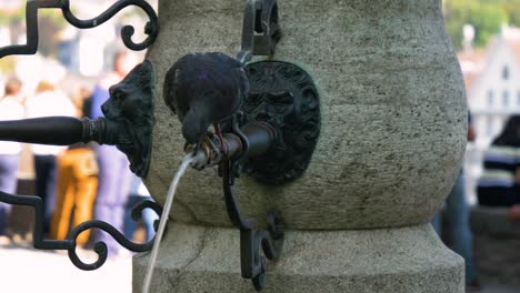 Dove-drinking-water-from-a-tap-running-fountain,-close-up-static-shot