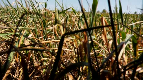 Cultivos-Secos-De-Verano,-Verano-Seco-Que-Afectó-Cultivos