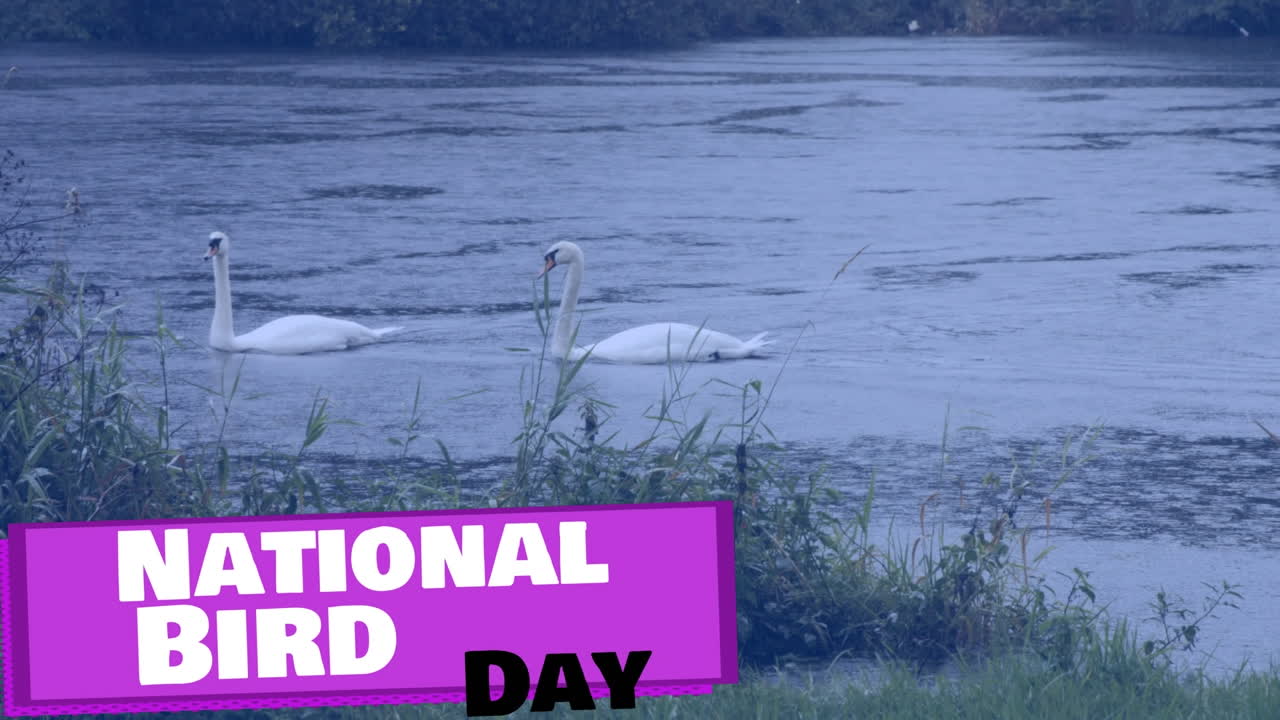 animación del texto del día nacional de las aves sobre los cisnes en el lago