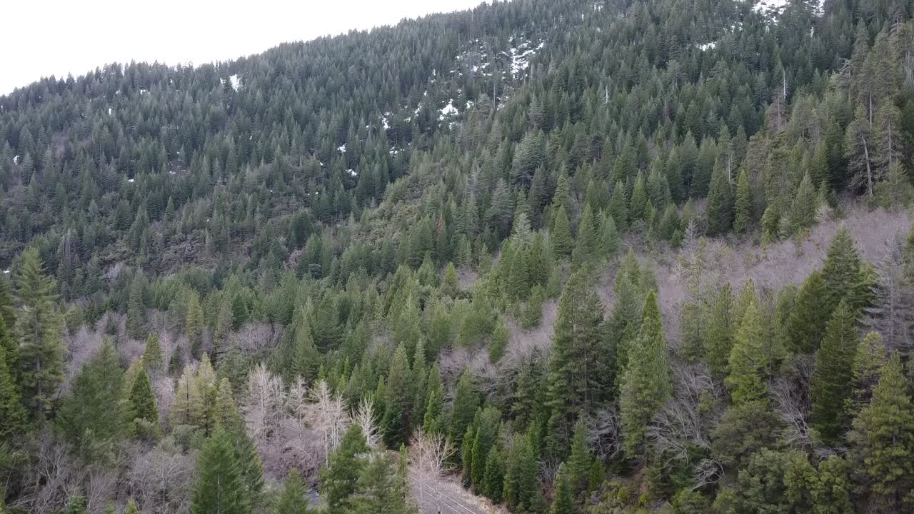fotografía aérea del bosque en ascenso