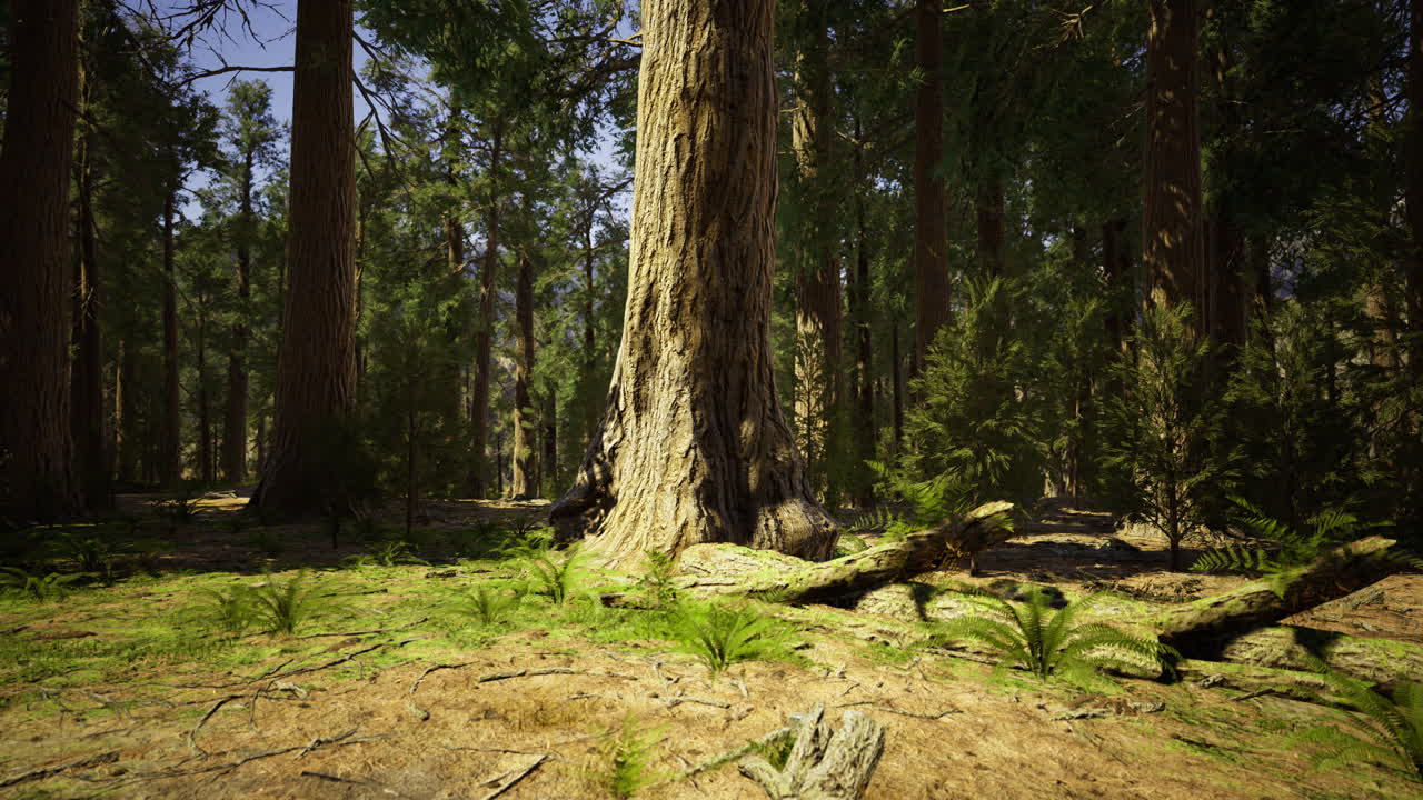 Tall trees rise above lush fern covered ground in a vibrant forest