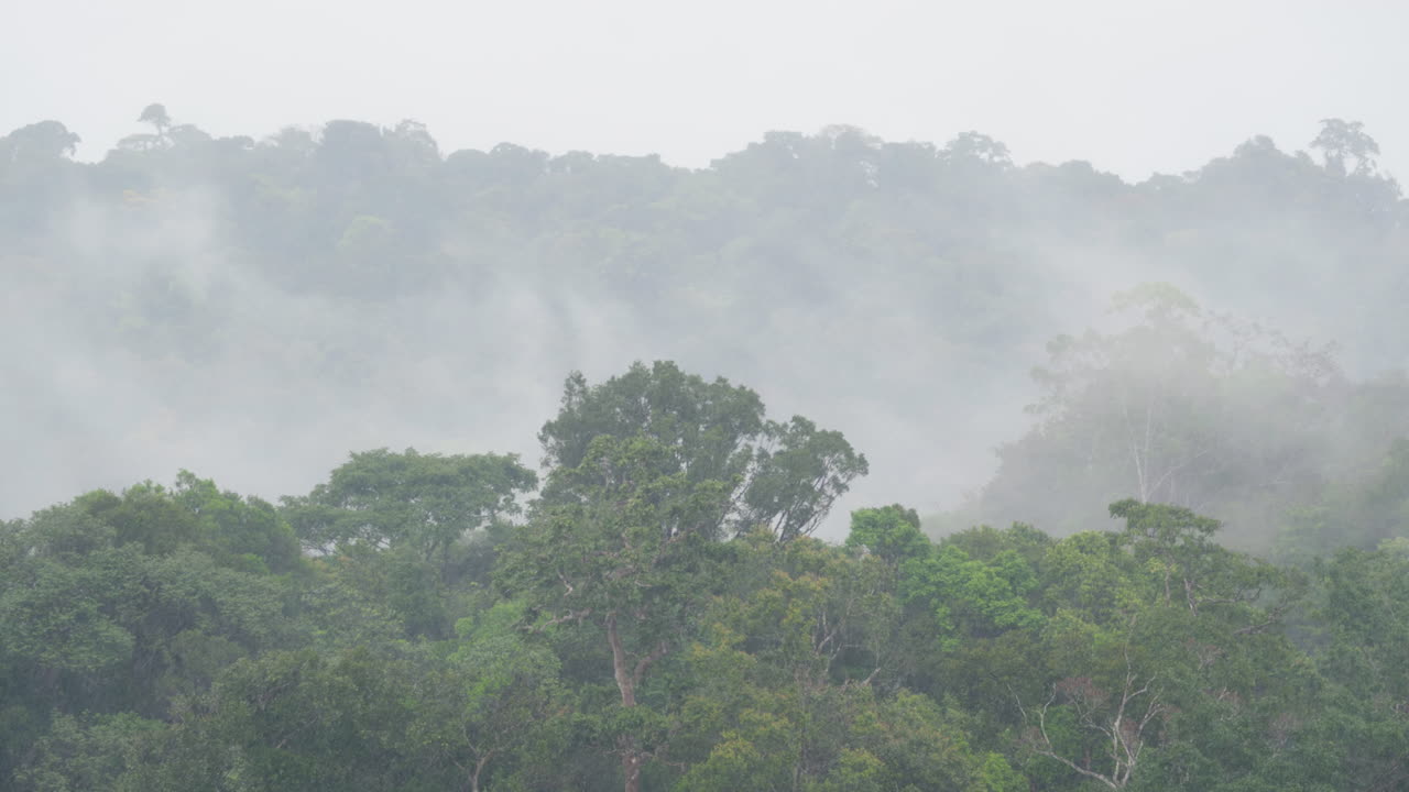 Smooth tripod pan over lush jungle canopy during heavy tropical rain. Dramatic, stormy atmosphere with dense greenery, misty rainfall, and rich textures as the rainforest weathers intense downpour.