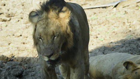 impressive male lion watches directly into camera, standing