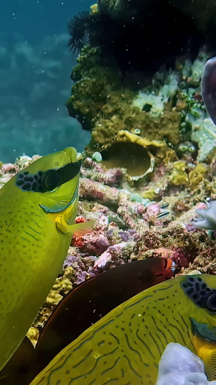 Siganus puellus Masked Spinefoot, vertical underwater video
