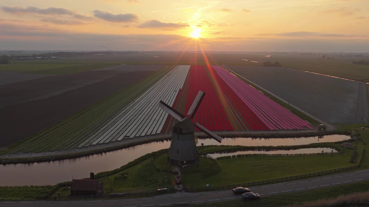 Vista aerea di mulino a vento olandese e campi di tulipani al tramonto