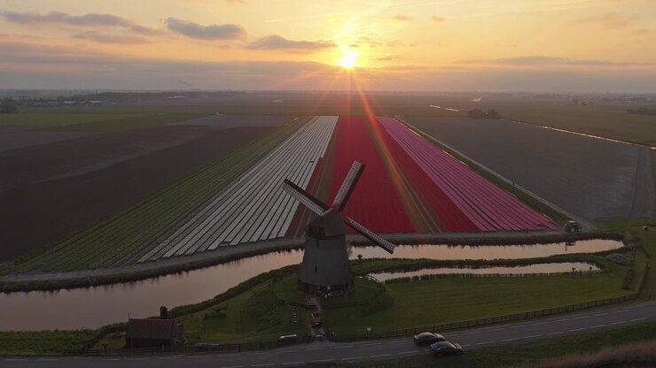 Vista aerea di mulino a vento olandese e campi di tulipani al tramonto