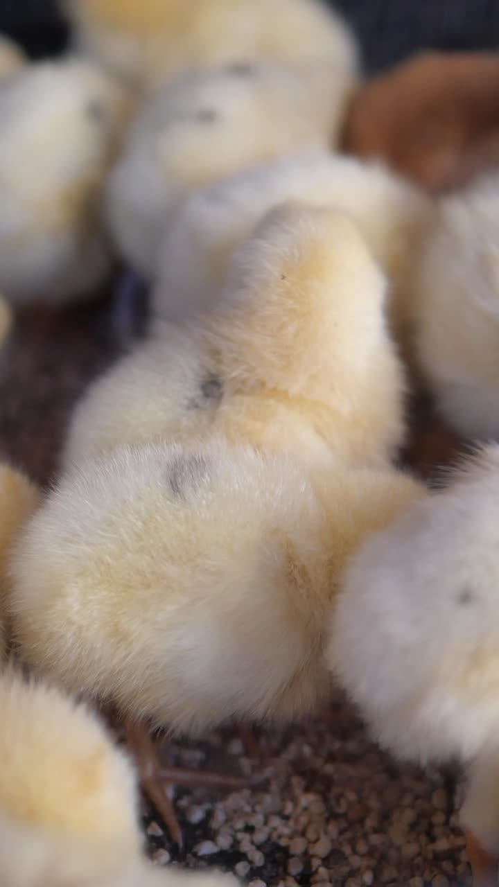 Cận cảnh những chú gà con màu vàng mềm mại túm tụm bên nhau.