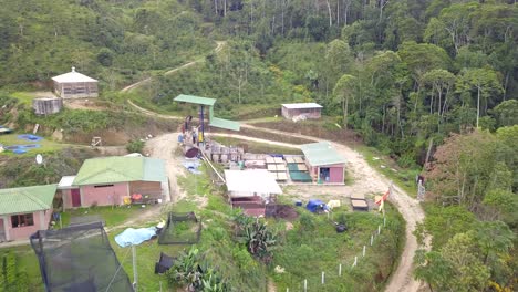 coffee plantation in the bolivian mountain jungle