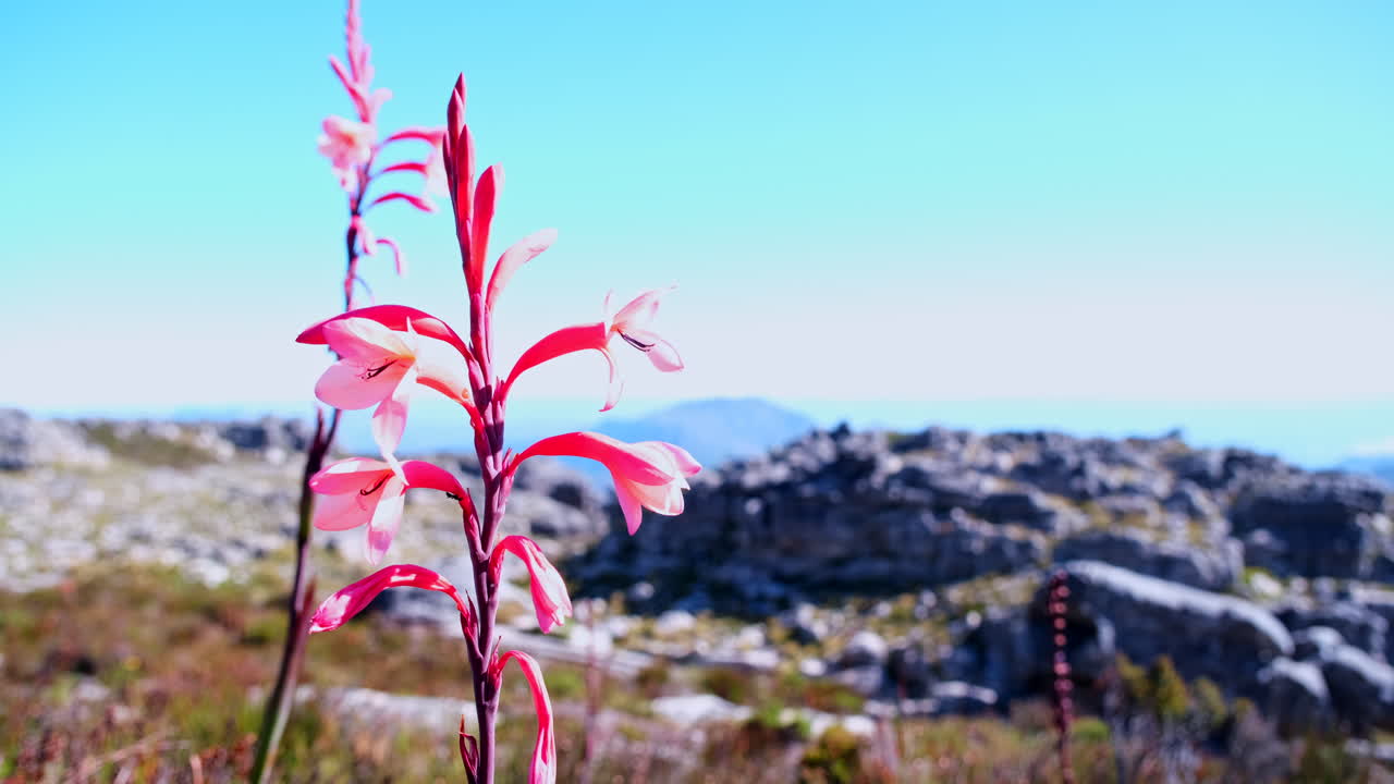 Closeup view of vivid pink Table Mountain watsonia in bloom swaying in breeze