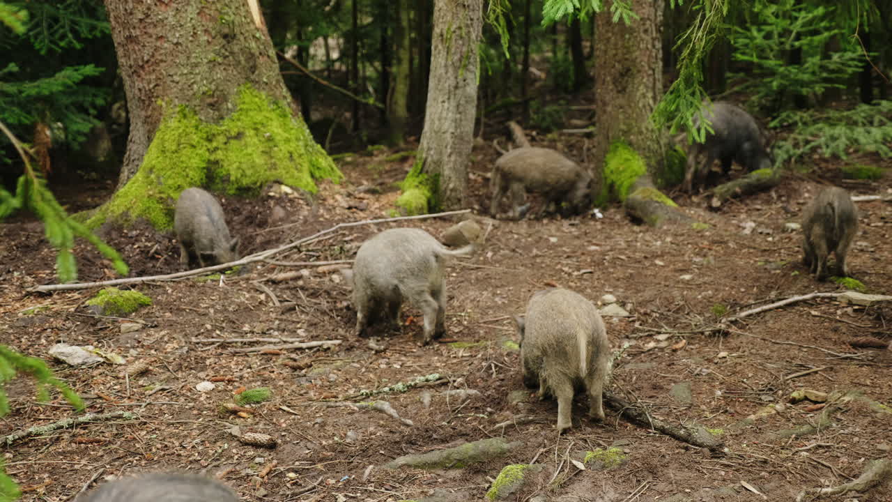 Animali divertenti - Un piccolo cinghiale che si strofina il posteriore contro un albero. Video HD.