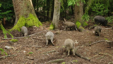 funny animals - a small wild boar scratching an ass about a tree hd video
