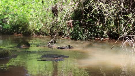 Babbling-brook-in-the-woods