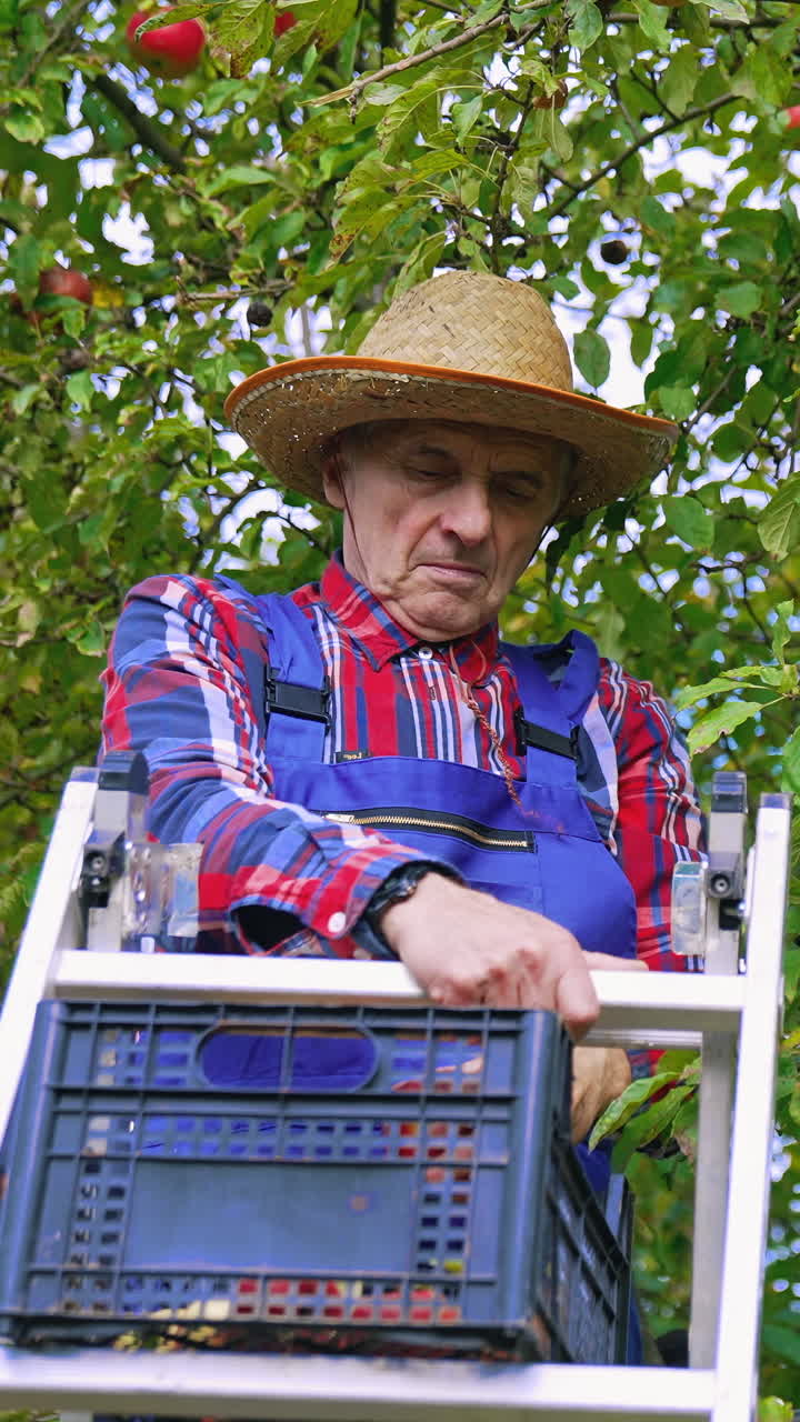 Farming agricultural industry in orchard. Professional farmer harvesting apples from the tree. Vertical video