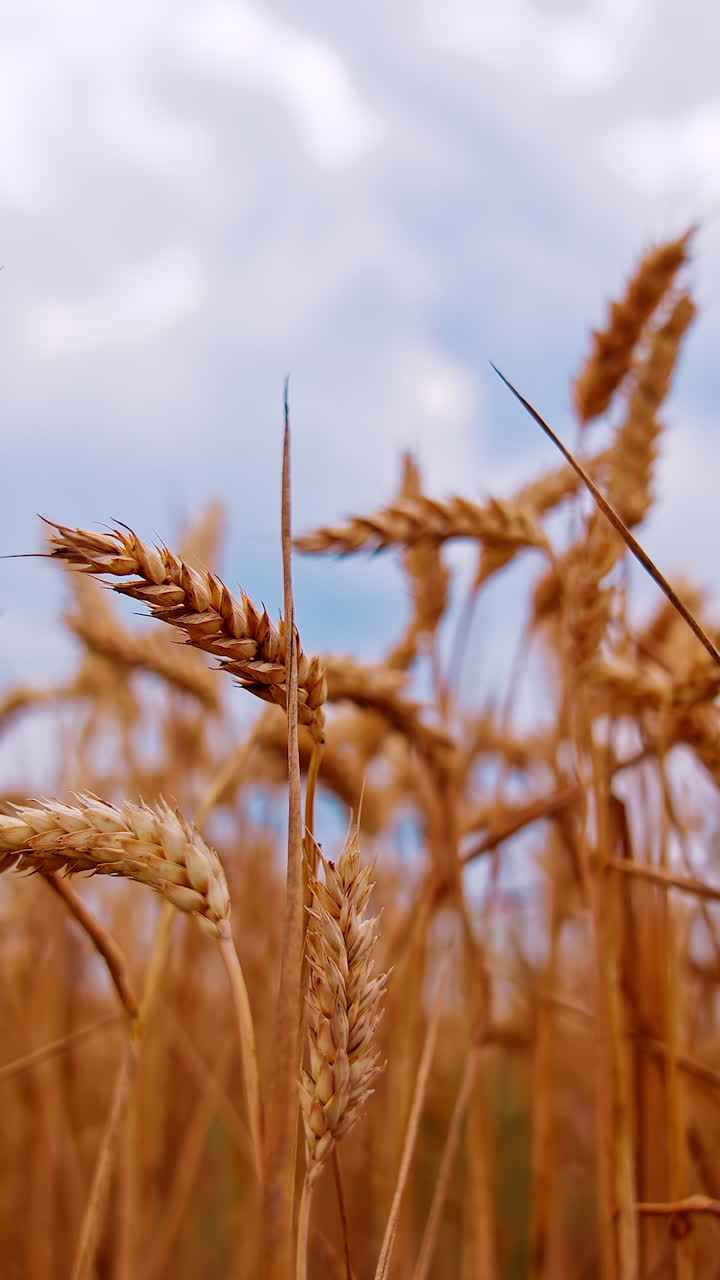 Agricultural farming harvesting. Yellow summer ripe wheat cereal field
