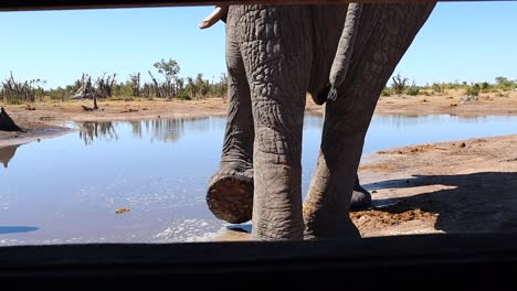 close up of african elephant at watering hole from photographic blind