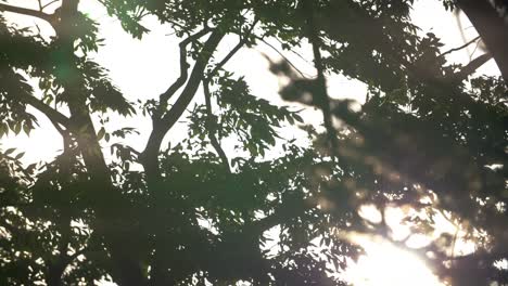 luz del sol a través de árboles azotados por el viento 02