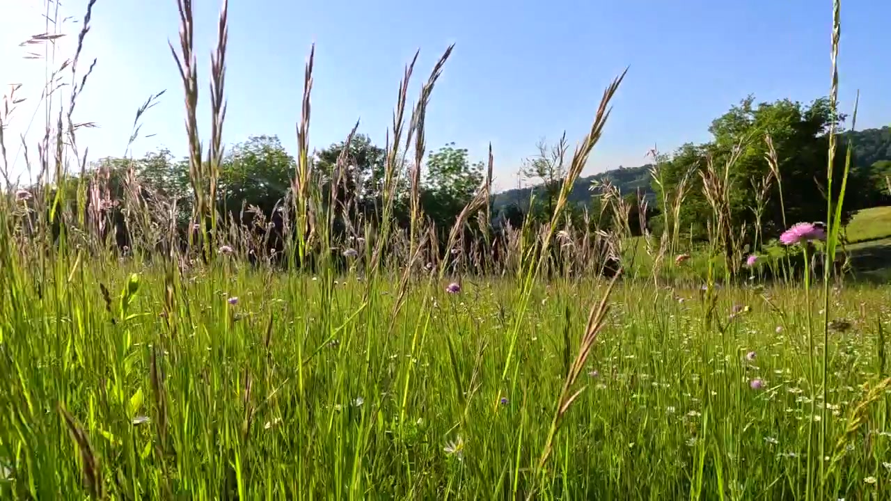Ripresa a mano libera dal basso di fiori selvatici in fiore ed erba verde sotto un cielo azzurro brillante