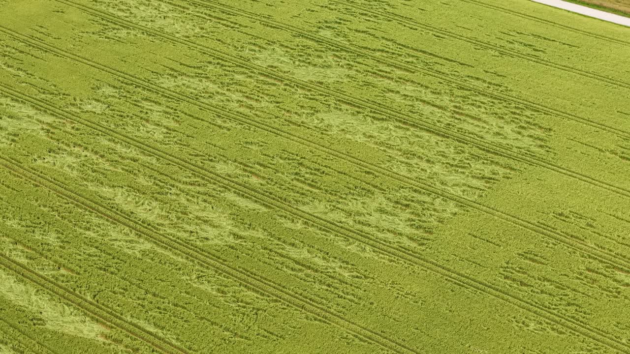 Aerial view of a green grain field with visible tractor tracks and crop patterns