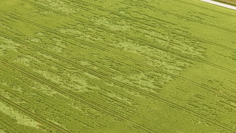 aerial view of a green grain field with visible tractor tracks and crop patterns