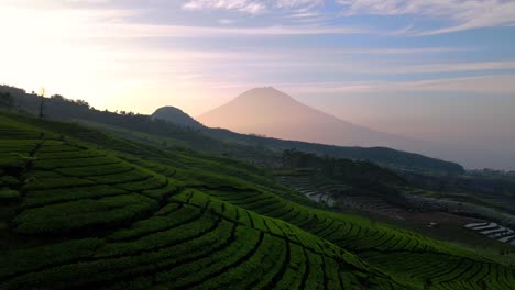 aerial view of tea plantation