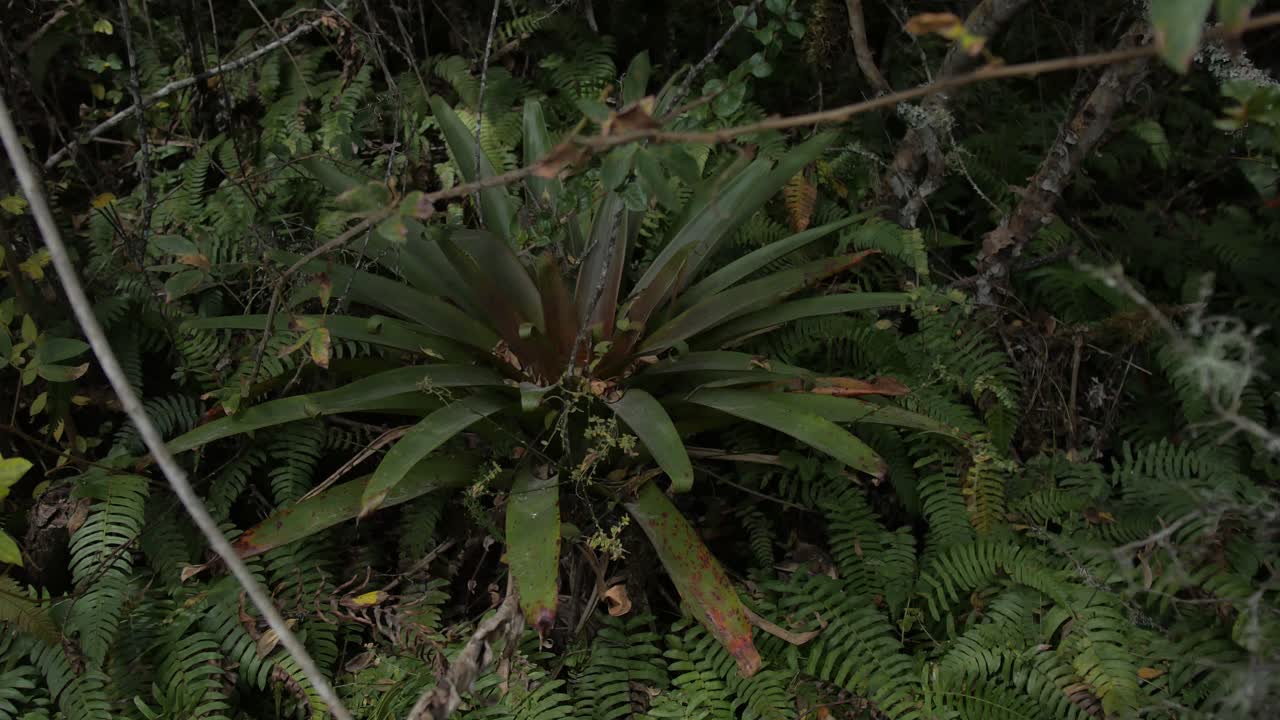 una planta de bromelia en un bosque antiguo