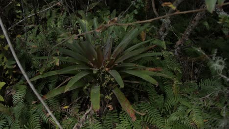 a bromeliad plant in an old forest