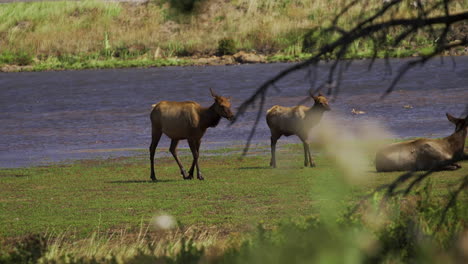 Manada-De-Alces-Salvajes-Caminando-A-Través-De-Pantanos-Pantanosos-A-Cámara-Lenta-30fps