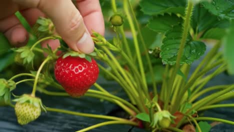 harvesting ripe strawberries: a close-up on the process of picking fresh, juicy fruits from a plant, showcasing their vibrant colors and natural beauty