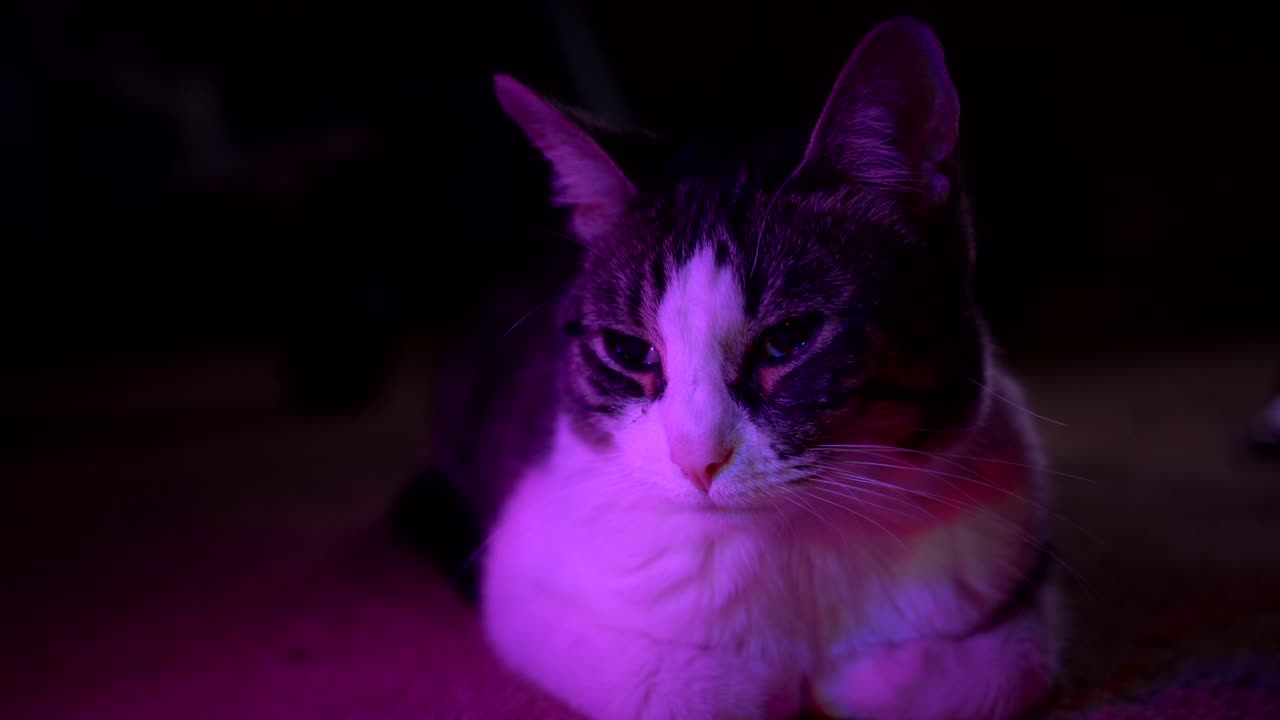 A small cat sits in the dark, illuminated in color, slowly blinking its eyes. 4k 23.98 fps.