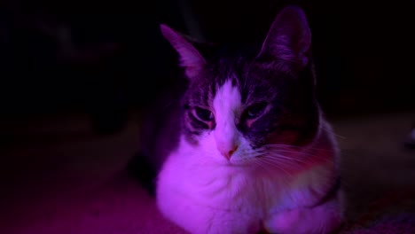 a small cat sits in the dark, illuminated in color, slowly blinking its eyes. 4k 23.98 fps.