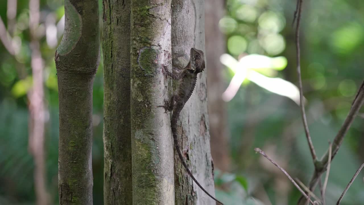 dragón del bosque de boyd juvenil en el tronco de un árbol
