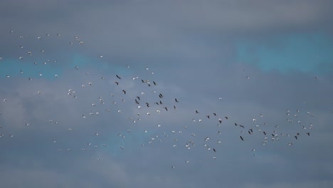 un rebaño masivo de aves migratorias en el cielo de otoño