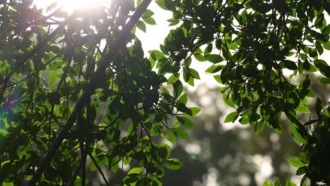 sunlight streams through lush green leaves, creating a serene and natural atmosphere in gold coast, australia