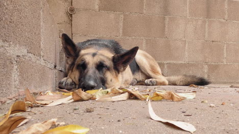 Streunender-Hund-Deutscher-Schäferhund,-Der-In-Einem-Hinterhof-Schläft