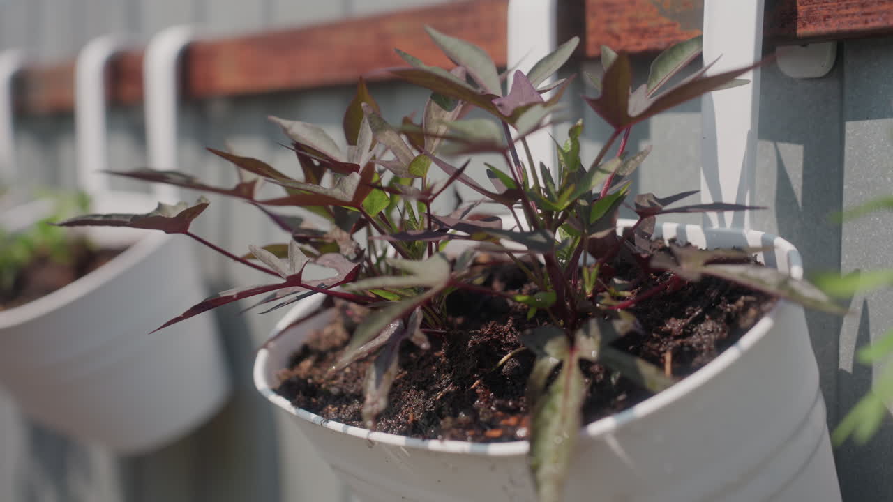 Giardiniere attento che si prende cura delle foglie di una pianta rigogliosa, vista dettagliata di una mano che modifica una lussureggiante pianta viola su un balcone soleggiato, primo piano di un giardiniere che controlla e sistema con cura una pianta viola fogliata all'aperto