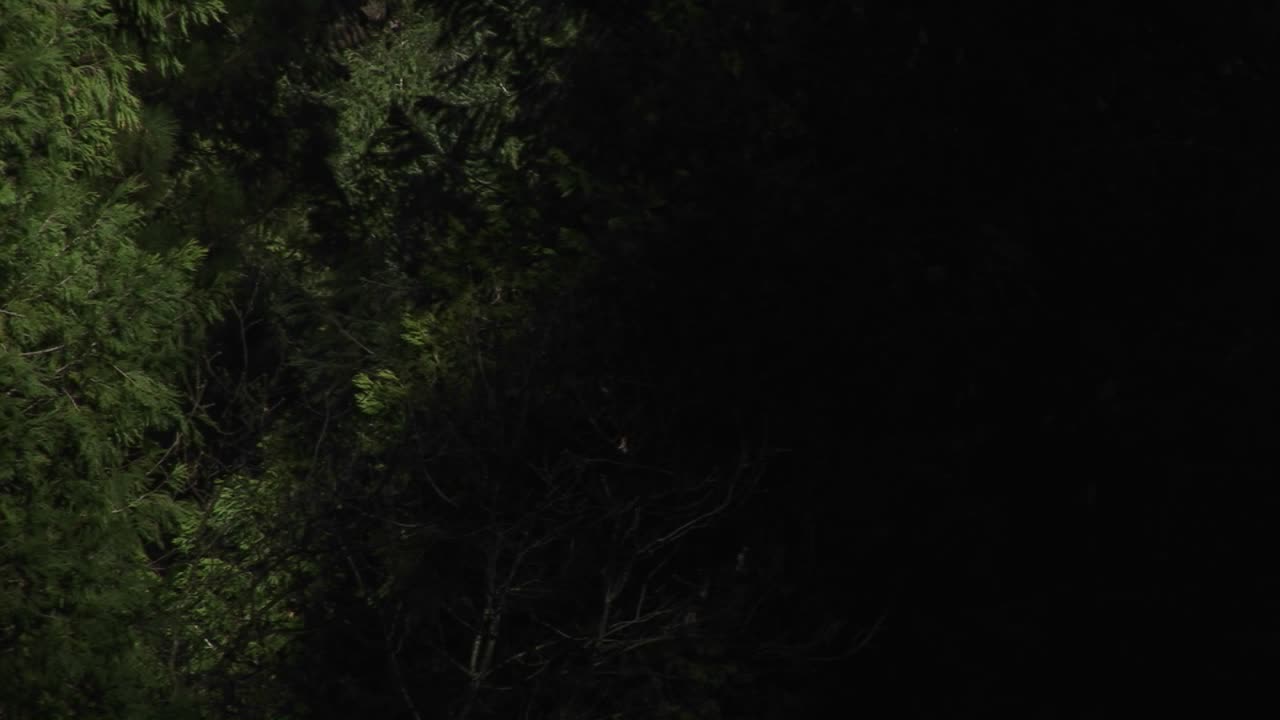 The Camera Pans Up Through Thick Vegetation To The Top Of A Steep Waterfall