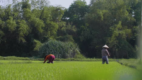 two traditional female farm workers harvest rice in organic rice paddy in asia