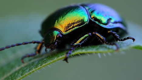 Green Metallic Beetle on a Leaf
